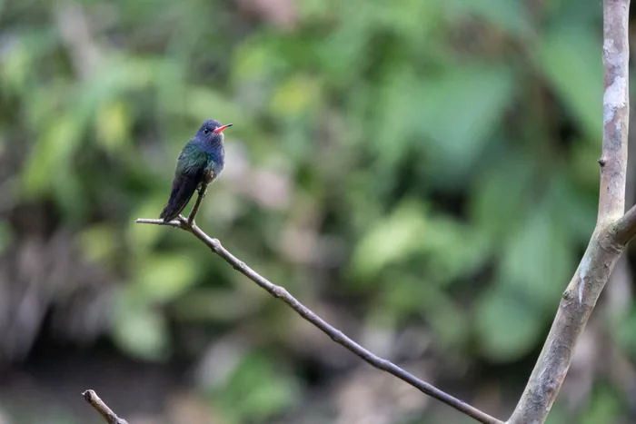 White-chinned sapphire singing from the tip of a bare branch against softly blurred green forest