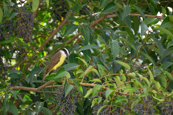 A Great Kiskadee with bold black-and-white head stripes and bright yellow belly perched on a branch.