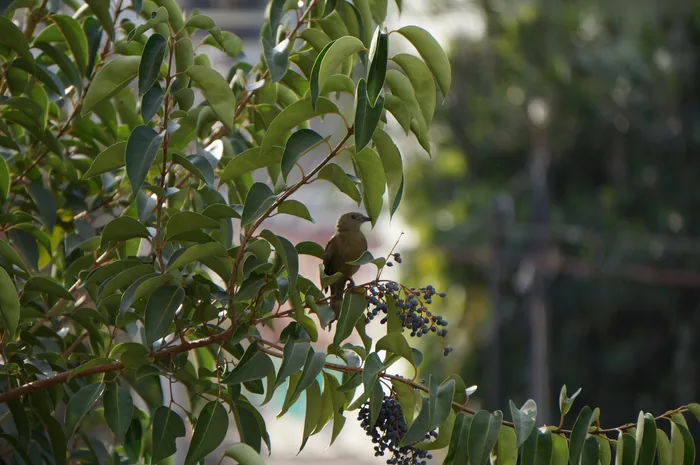 A Palm Tanager with grey-green plumage perched on a branch.