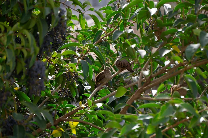 A Ruddy Ground-Dove with warm rufous plumage and dark-spotted wings walking on the ground.