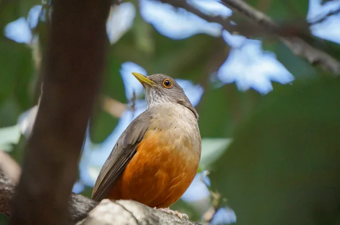A Rufous-bellied Thrush with olive-brown upperparts and orange-rufous underparts perched on a branch.