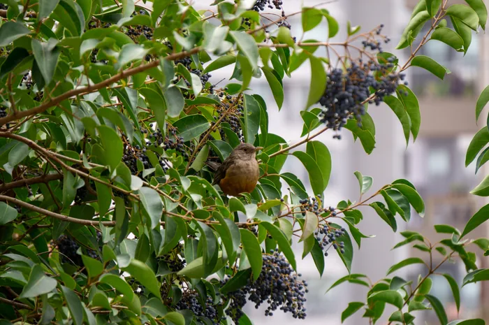 A Rufous-bellied Thrush with open bill singing from a branch.