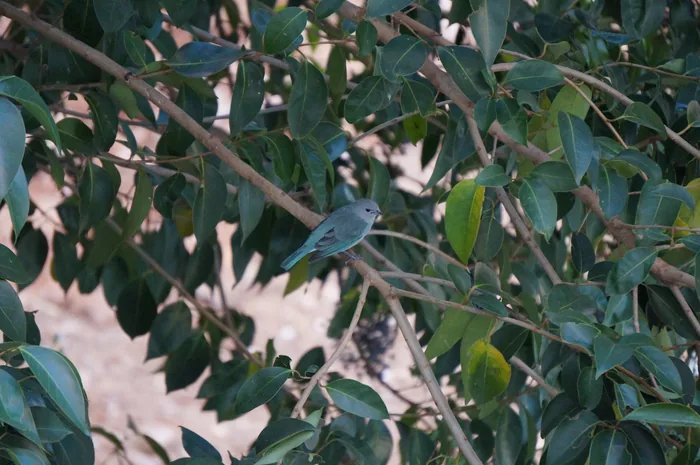 A Sayaca Tanager with pale blue-grey plumage perched on a branch.