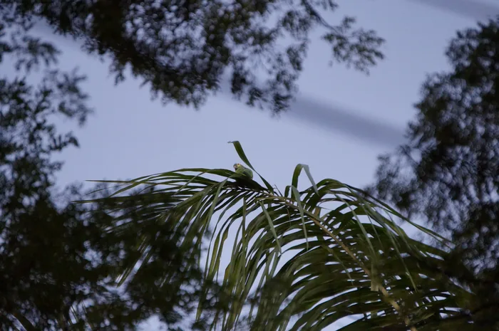 A Turquoise-fronted Amazon parrot with green plumage and a vivid turquoise and yellow face perched on a branch.