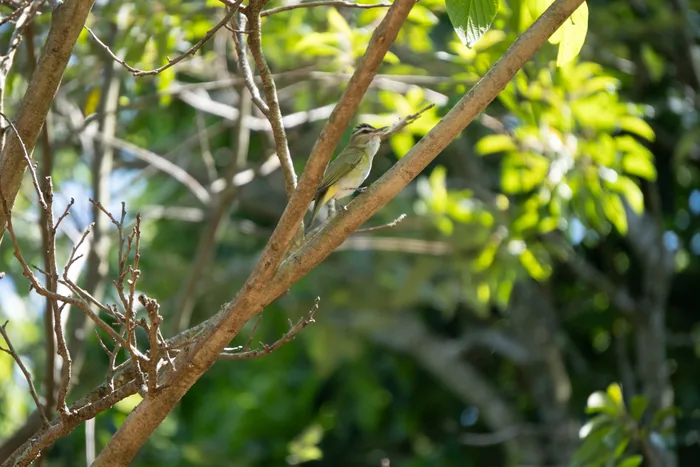 Chivi Vireo with olive back and pale yellow belly perched on a slender branch among green forest foliage.