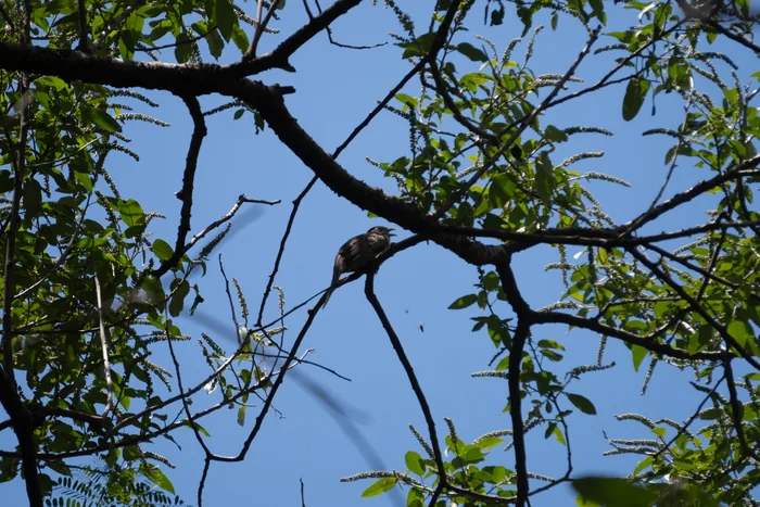 Crowned Slaty Flycatcher perched on a high bare branch with a vivid blue sky and tangled twigs framing the view.
