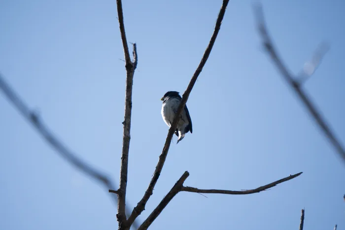 Double-collared Seedeater with dark cap and white underparts perched on a bare branch against a clear blue sky.