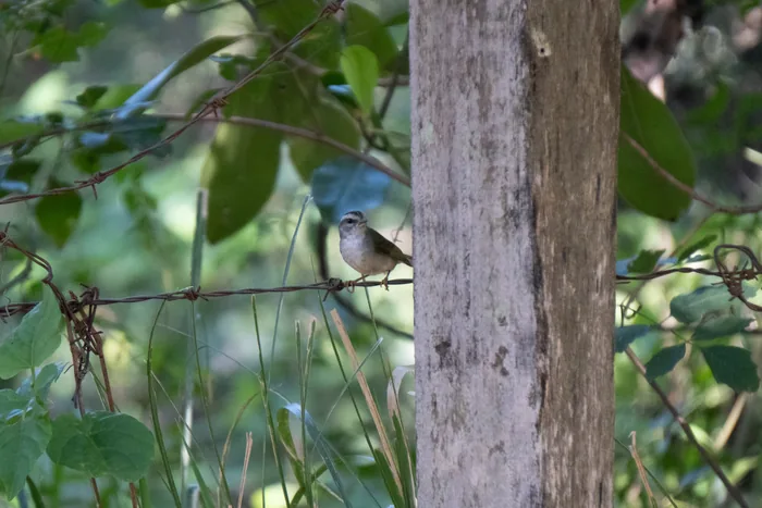 Small olive-backed warbler with a pale belly perched on a strand of barbed wire beside a tree trunk, surrounded by green foliage.