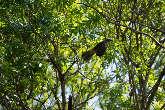 Green-winged Saltator perched among slender branches deep inside the bright green tree canopy.