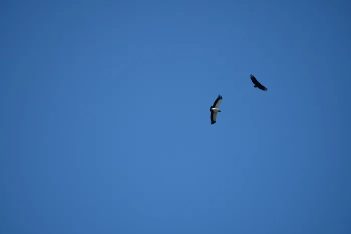 King Vulture with white body and black flight feathers soaring against a deep blue sky, accompanied by a Black Vulture.