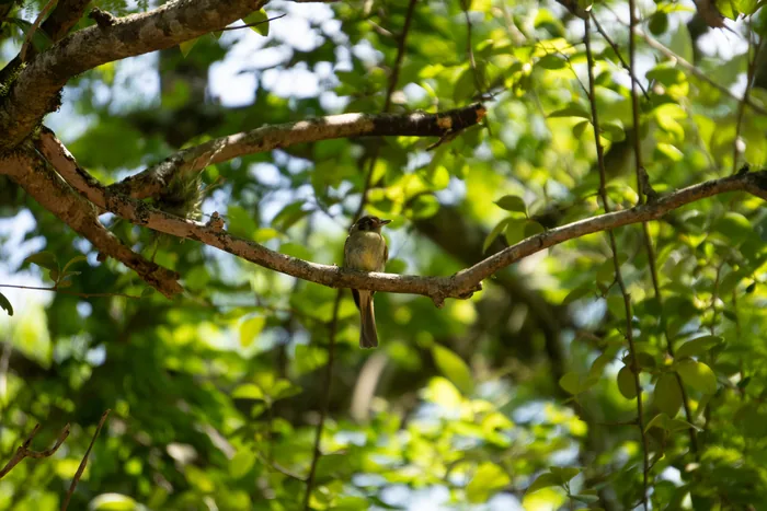 Sepia-capped Flycatcher resting on a horizontal branch surrounded by sunlit green leaves of the forest understorey.