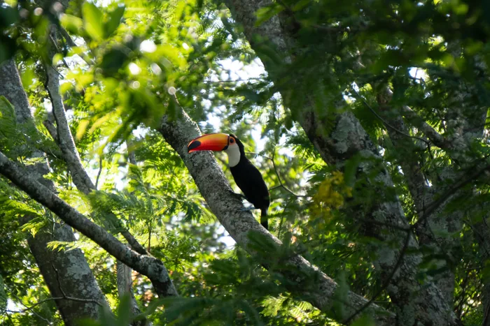 Toco Toucan with a large orange bill perched on a mossy branch, framed by sunlit green leaves of the forest canopy.