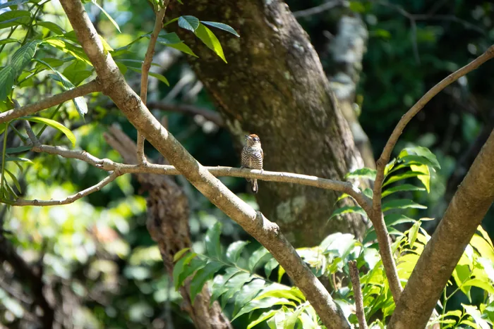 Tiny White-barred Piculet with finely barred plumage perched on a smooth branch in dappled forest light.