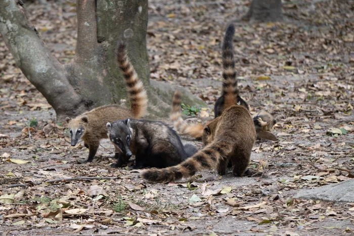 Three South American Coatis with distinctive banded tails foraging among fallen leaves on the forest floor beside a large tree trunk.