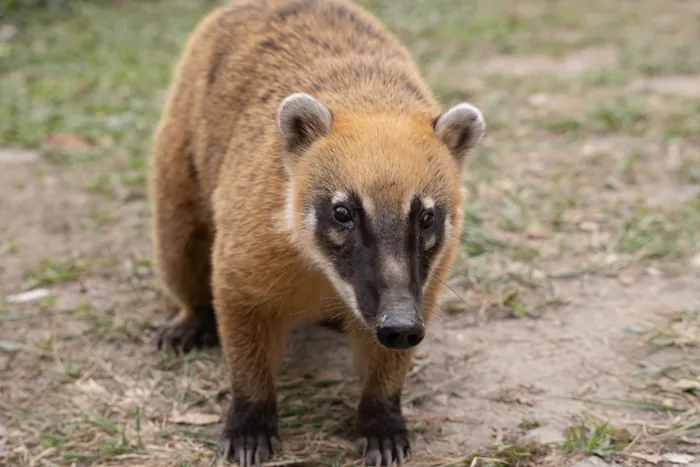 Close-up of a South American Coati with a long ringed tail and pointed snout, standing on bare earth and looking directly at the camera.