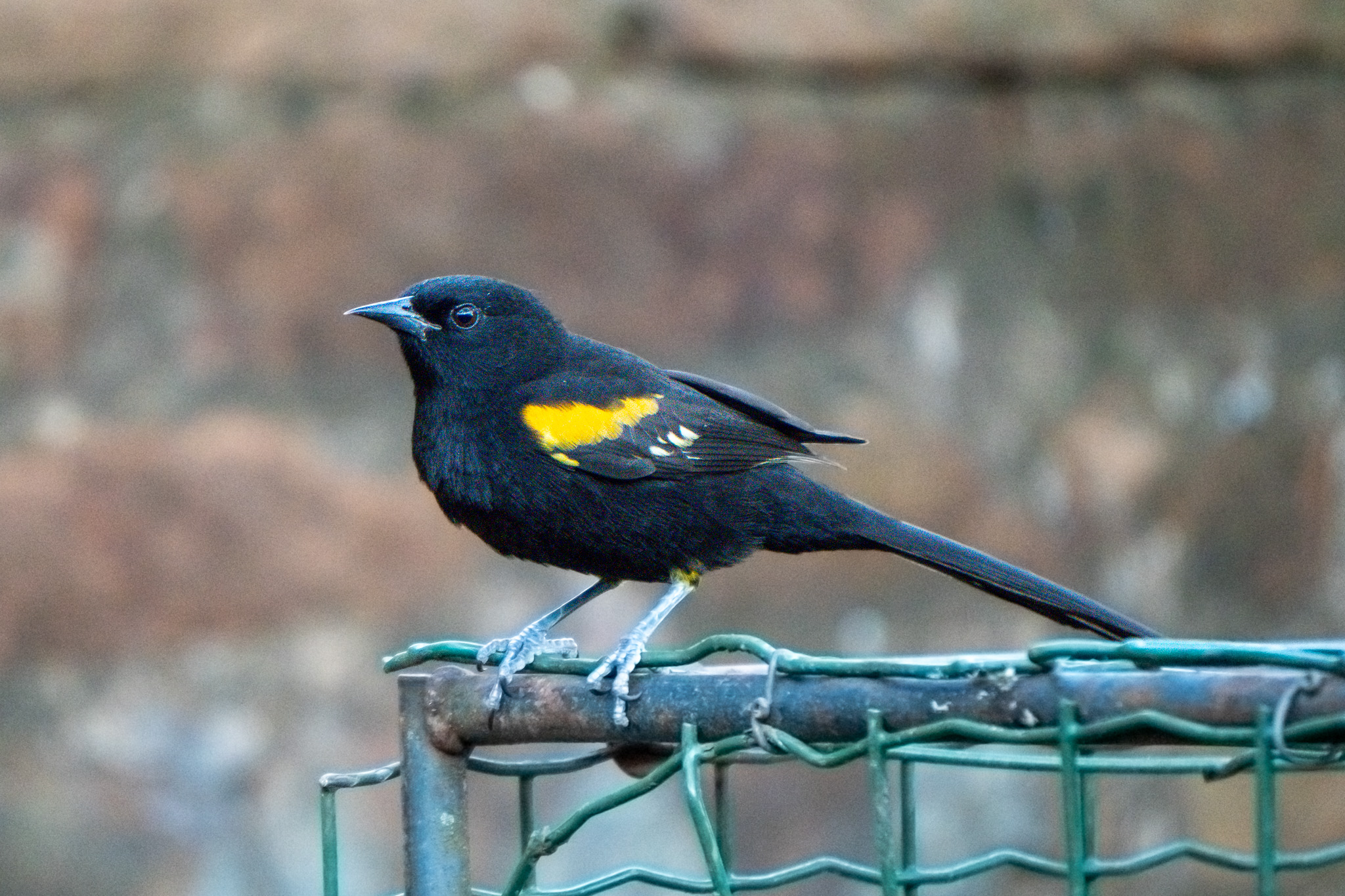 Texto alternativo da imagem