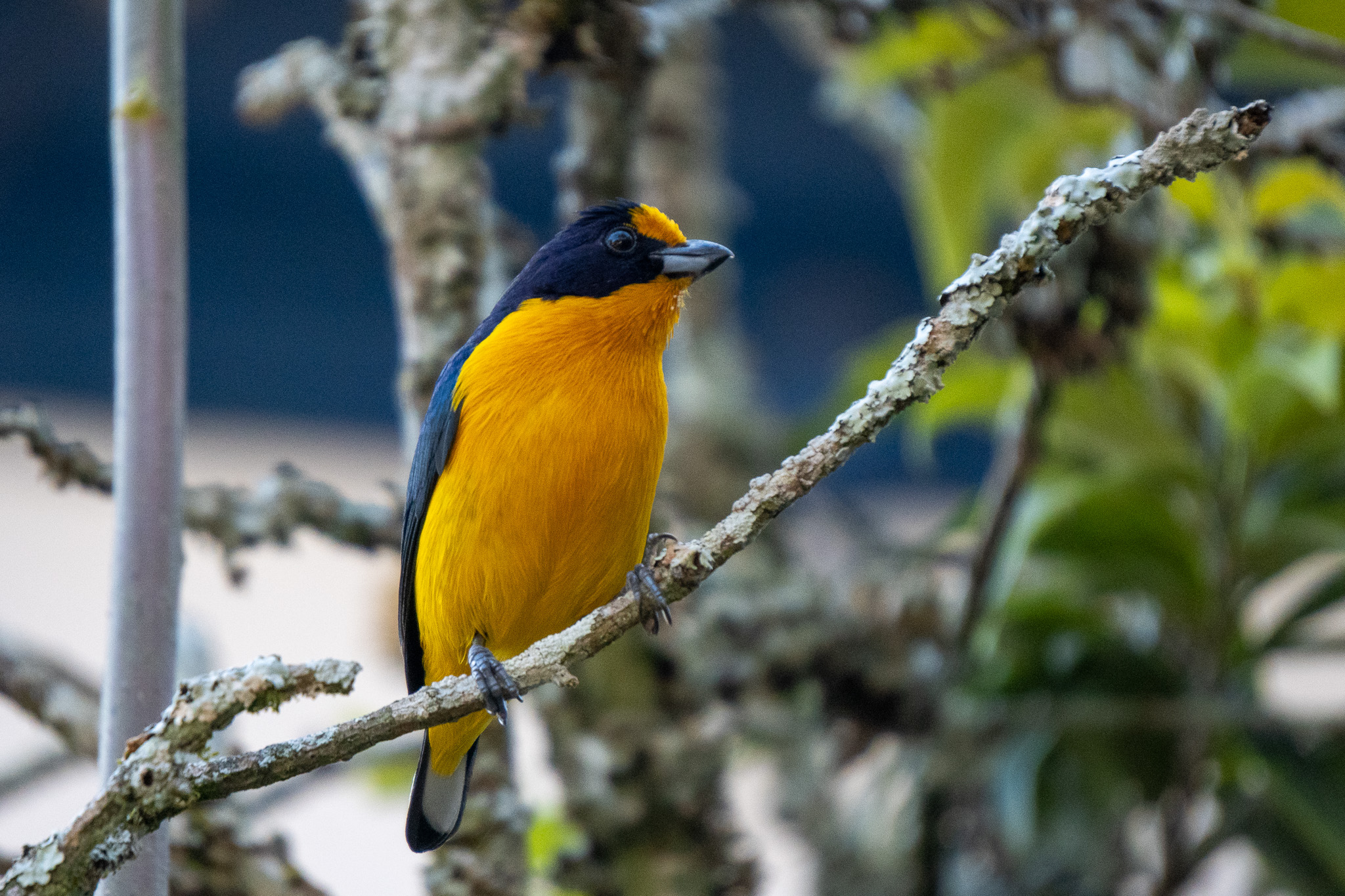 Texto alternativo da imagem