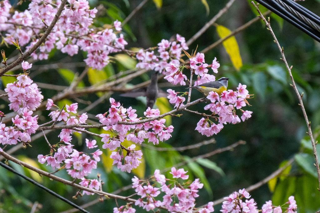 A small Bananaquit with grey head and yellow underparts perched among dense clusters of pink cherry blossom flowers, with green foliage in the background.