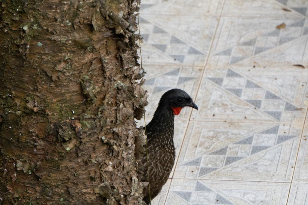 A Dusky-legged Guan with dark plumage and a red throat wattle peeking curiously around a tree trunk on a tiled patio floor.