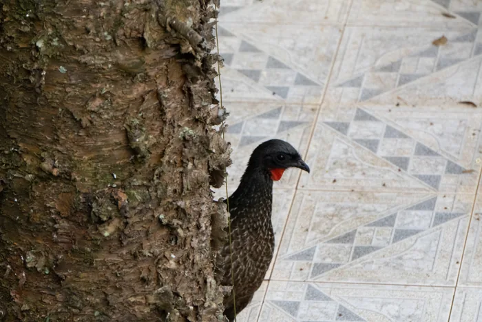 A Dusky-legged Guan with dark plumage and a red throat wattle peeking curiously around a tree trunk on a tiled patio floor.